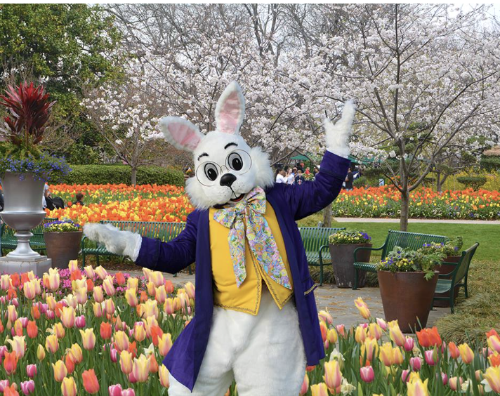 Houston Easter Bunny Rental
